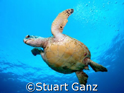 Hawaiian Green Sea Turtle, the  "HONU" . Taken with 10-22... by Stuart Ganz 